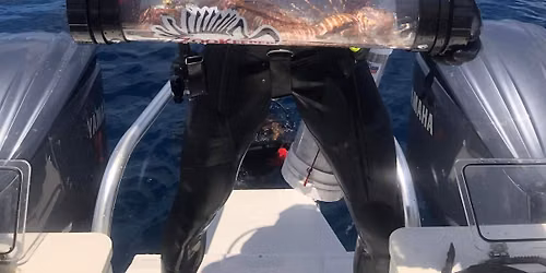 Gulf Lionfish Derby