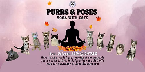 Yoga with Cats
