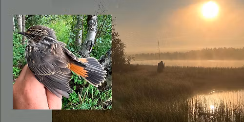 Foredrag: Ringmerking p\u00e5 Nyrud i Pasvik