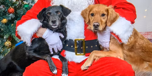 Pup Pictures With Santa Fundraising Event! Hosted by Dog Training Elite and Miskatonic Brewing!