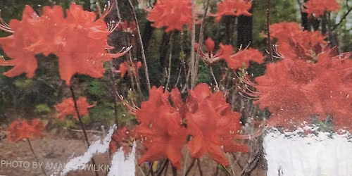 Native Azalea and Wildflower Sale