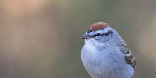 Late Fall Birding with Red Oaks Birding Club