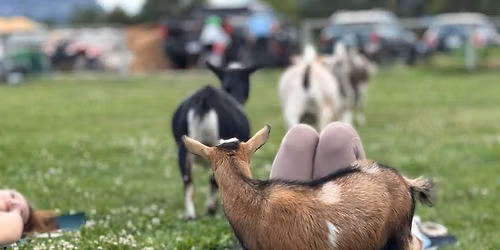 GOGA in the Magical Meadow: Goat Yoga with a Playful Twist \ud83d\udc10\u2728