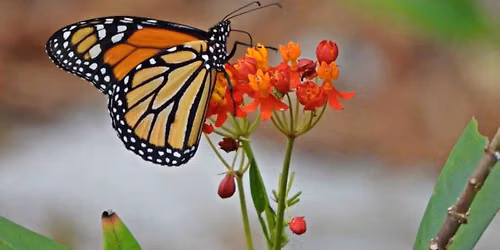 Monarch Migration Celebration