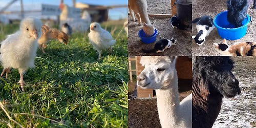 Low noise bonfire night event at four winds alpacas and friends