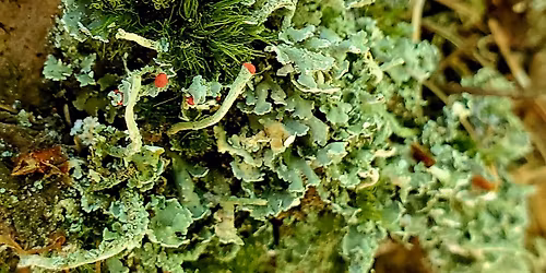 Lichen Walk