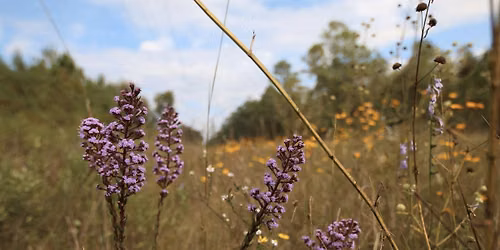 "Natives in Focus" Plant Walk: Springer Environmental Open House