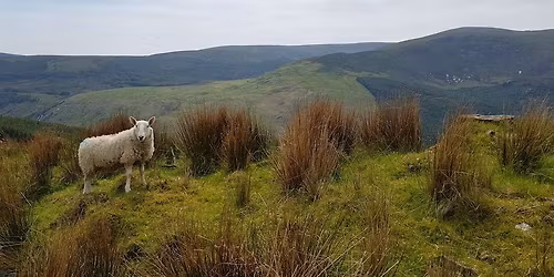 Irish Whiskey Tasting