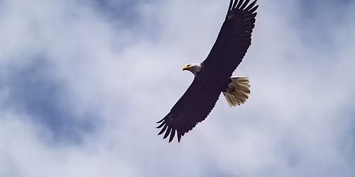 Bald Eagle Festival & Live Bird Show