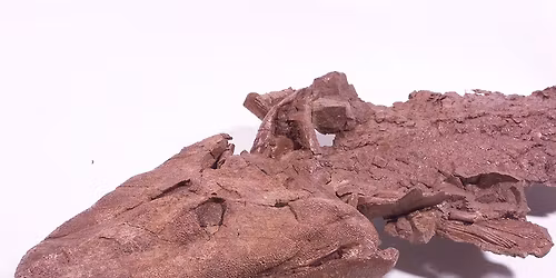 Free 2026 John M. Prather Lecture: Your Inner Fish Revisited: New Insights into Our Fishy Past