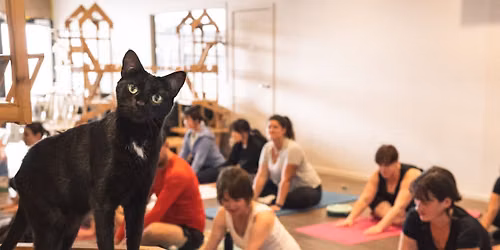 Yoga with Cats!