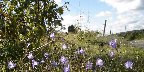 De vilda blommornas dag p\u00e5 Grinnsj\u00f6