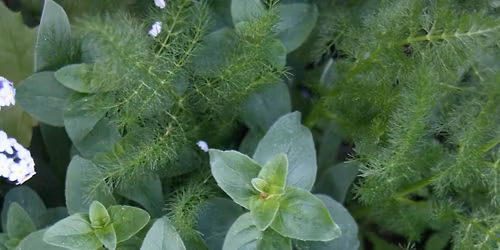 Sy\u00f6t\u00e4v\u00e4 mets\u00e4puutarha -kurssi\/luento