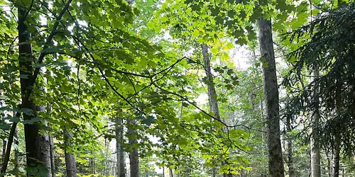 Stroll and Sound Bath in Nature w\/Meagan