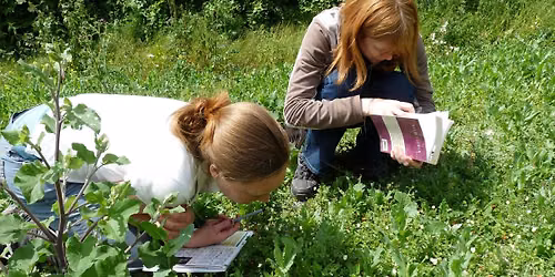 Botany Evening Classes - Maidstone