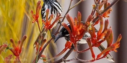 Western Australian Botanical garden Bird Walk