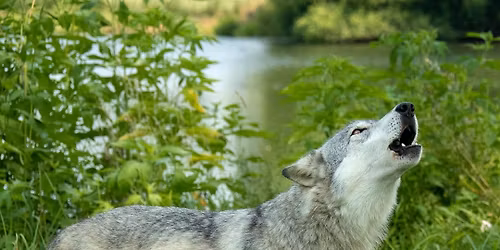 Howl Night at Wolf Park