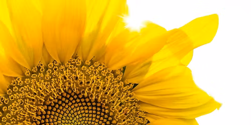 Seed Saving 101: Planning for Success