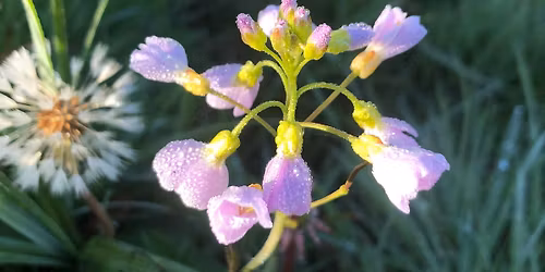 Early Morning Dawn Chorus Walk - Llynclys Common