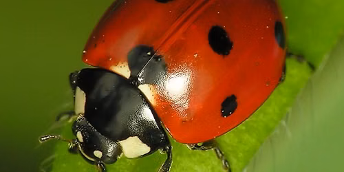 Bugging Out (Ages 2-4)