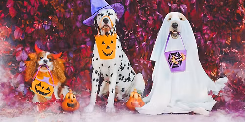 Sip, Sit, Stay at Squabble State | Benefiting the Animal Shelter of Sullivan County