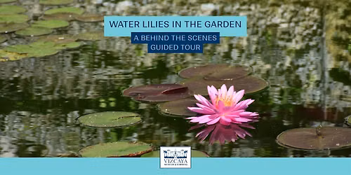 Water Lilies in the Garden: A Behind the Scenes Guided Tour