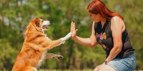 Confident Canine: Meet and Greet Skills