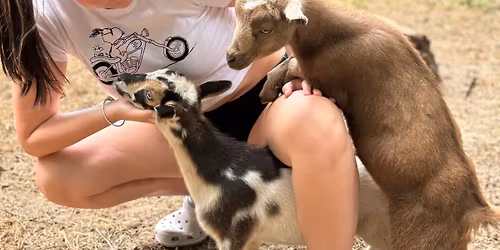 Picnic with goats