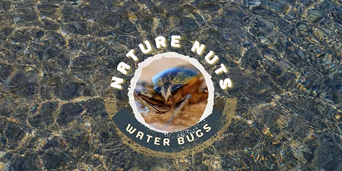 Nature Nuts: Water Bugs