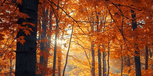 Autumnal Equinox Yoga Class