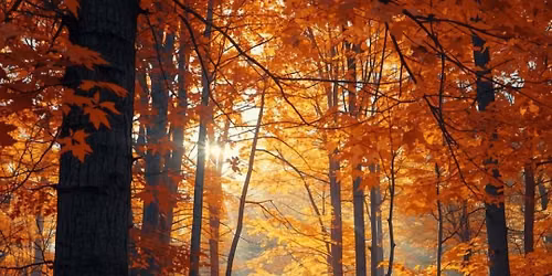 Autumnal Equinox Yoga Class