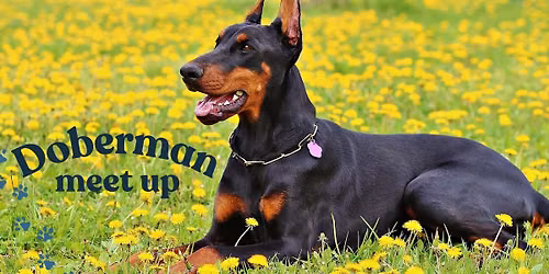 Doberman Meet Up
