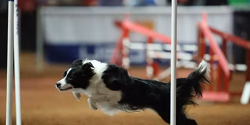 AKC Agility Trial by Badger Kennel Club!