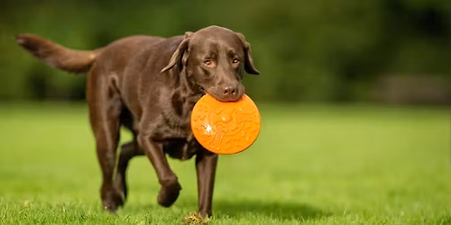 From Frightened to Friendly: The Evolution of Social Behavior in Dogs WITH KATHRYN LORD, PH.D