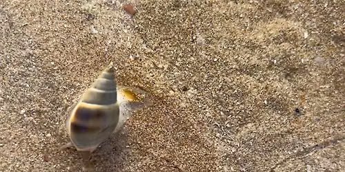 Children's Field Trip | Molluscs and Mangroves