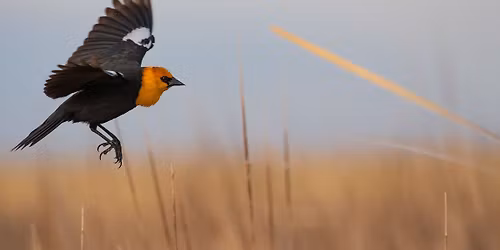 Birdwatching Trek: Bass Ponds