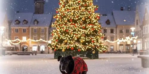 V\u00e1no\u010dn\u00ed chrt\u00ed proch\u00e1zka Prahou