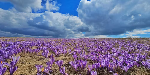 Aventur\u0103 cu mii de br\u00e2ndu\u0219e \u00een Mun\u021bii Apuseni 