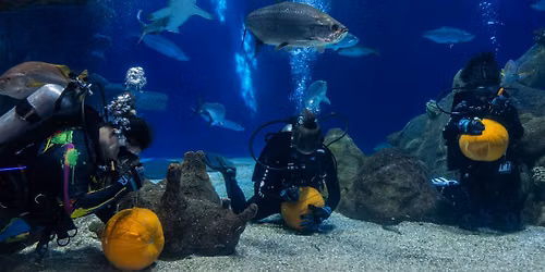 Underwater Pumpkin Carving