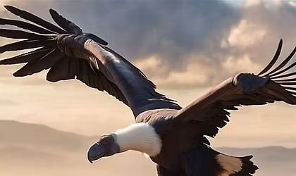 Andean Shamanism: Awakening to Your True Self (Level I) - 10 Month Course