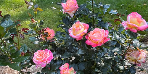 CT Rose Society June Meeting- It's Bloom Time, Membership Meeting and Name that Pest