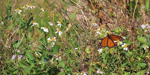 "Off the Path" Special Guided Hike