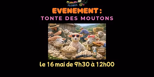 Tonte des moutons \u00e0 l'association Cortal de las 3 Flores 