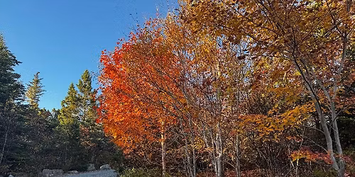 Paint and Sip - Fall Leaves Study