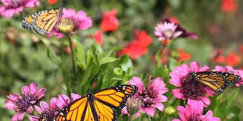 Butterflies & Flowers! PA Day Workshop