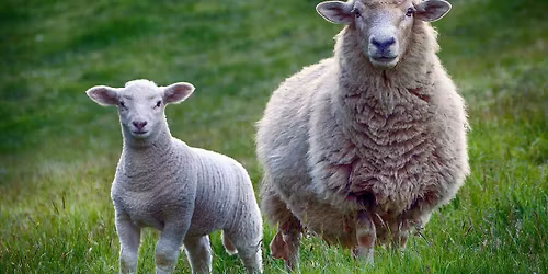 GLFS Workshop - Working With Indigo: The Art of Japanese Shibori Dyeing