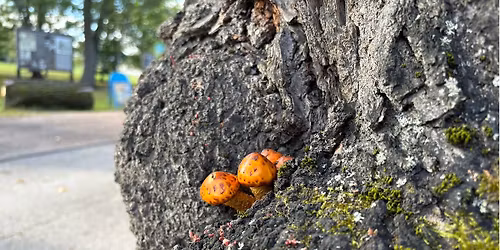 Ryhm\u00e4: Ei yksin ihminen - Luova tutkimusmatka ylilajiseen empatiaan