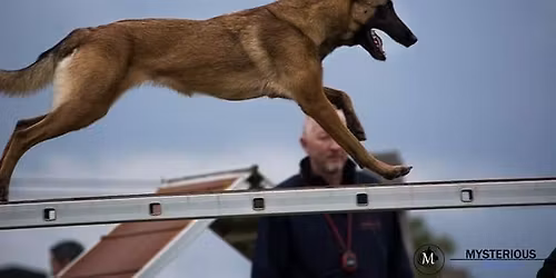 Concours agility