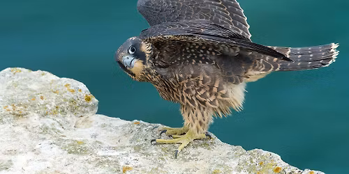 Vandrefalkens vidunderlige verden - foredrag og guidet tur