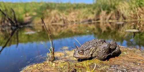 \u00c5rsm\u00f8te (Annual meeting)